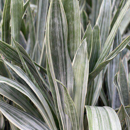 Sansevieria sayuri - Snake Plant, Mother-in-Law's Tongue