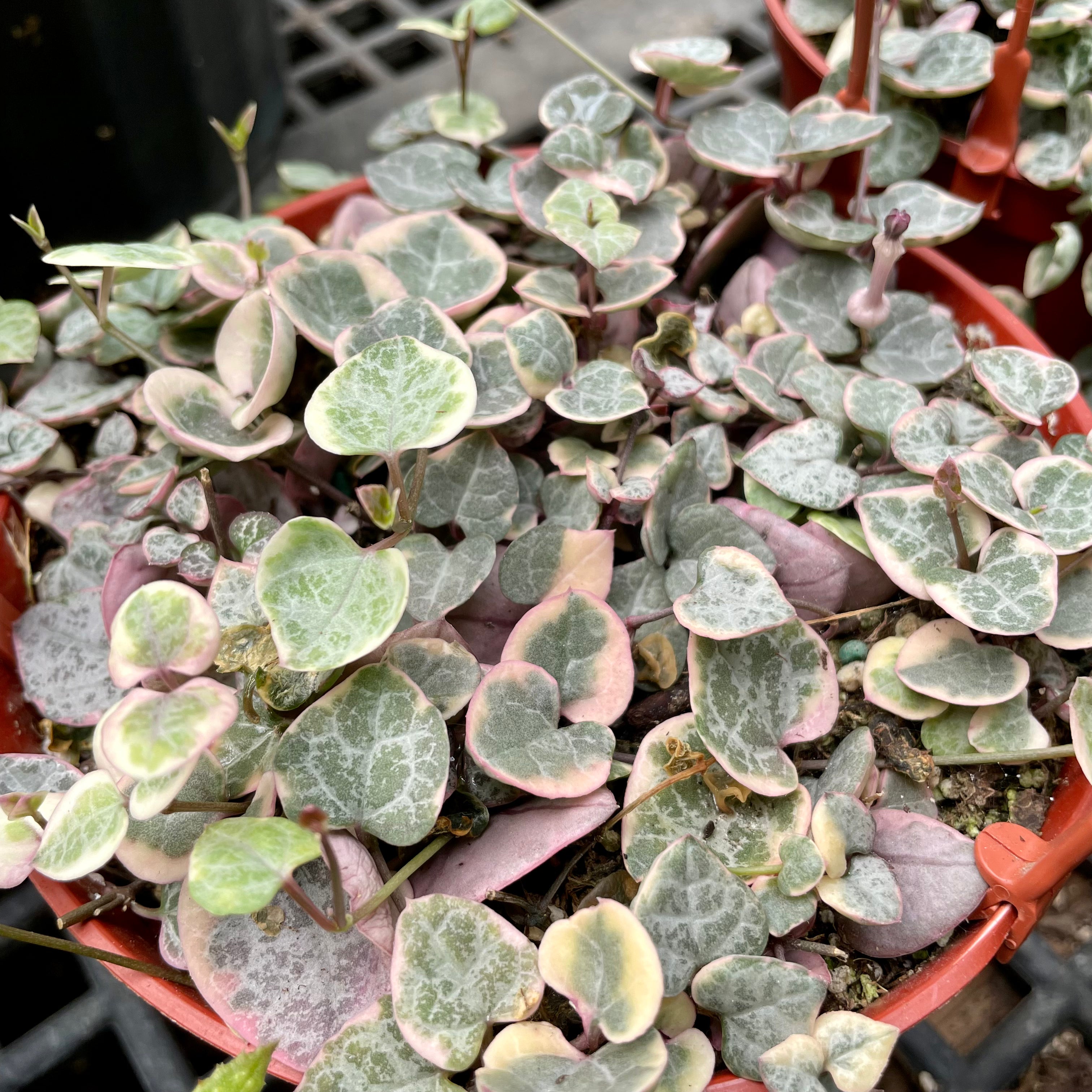 Ceropegia woodii variegata - Variegated String of Hearts