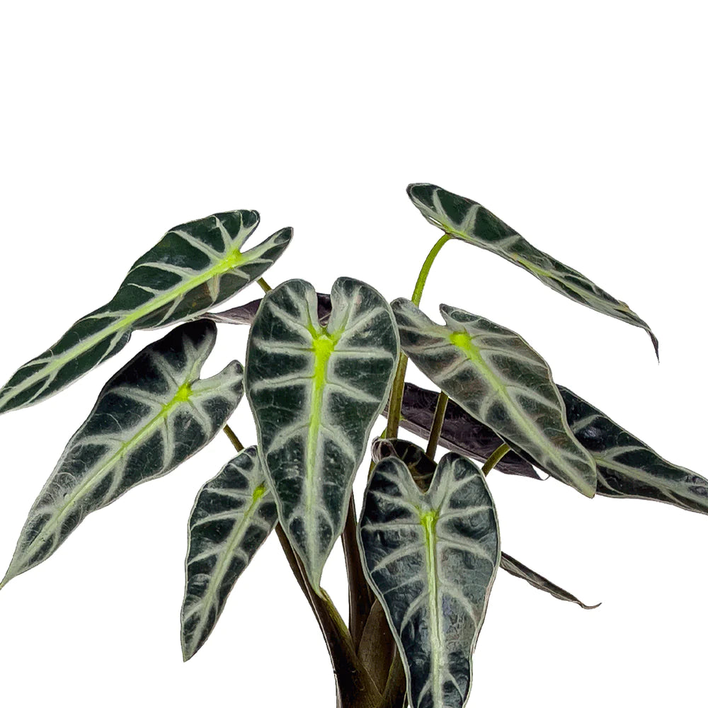 Alocasia amazonica (dwarf variety) - 'Bambino'