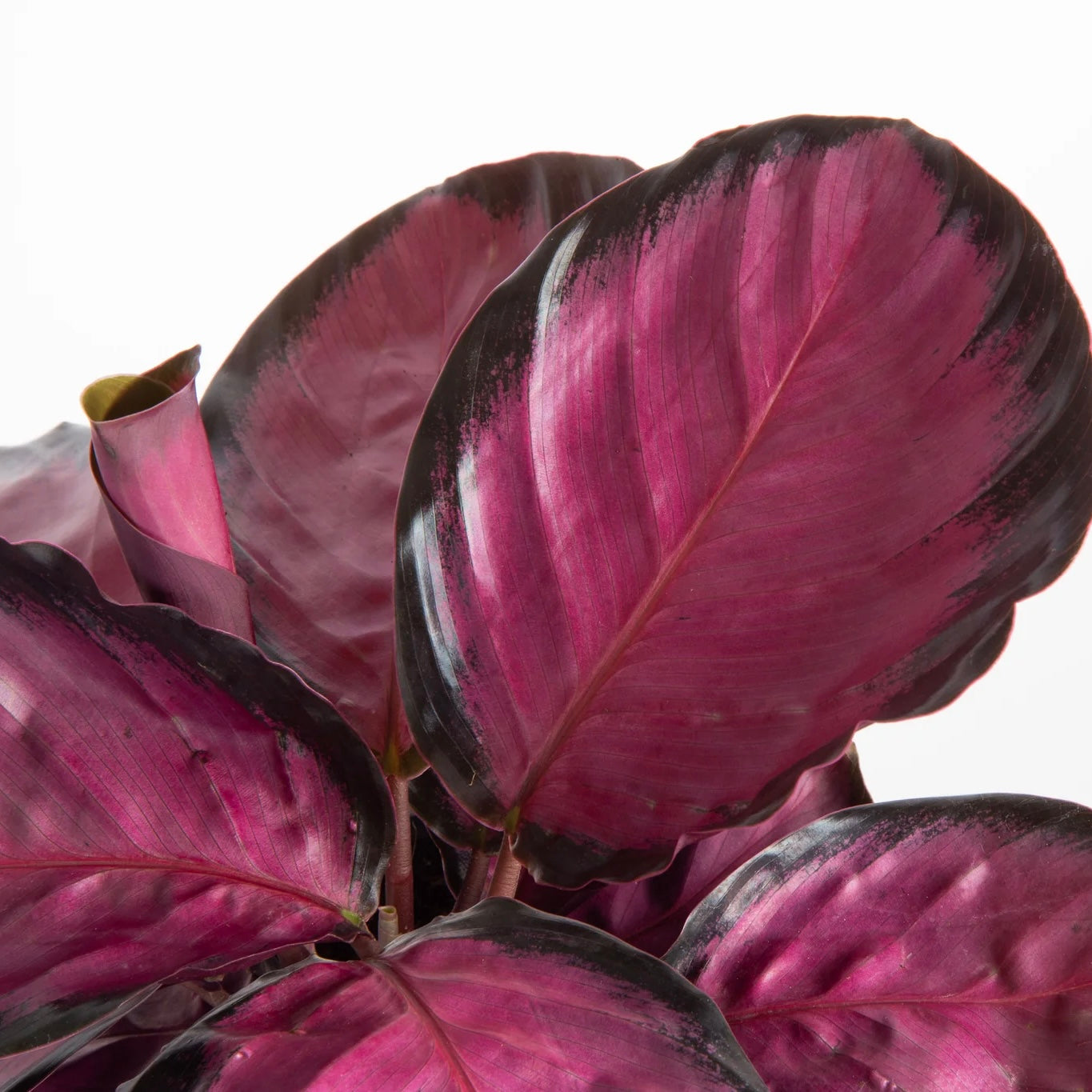 Calathea Roseopicta ‘Pink Star’