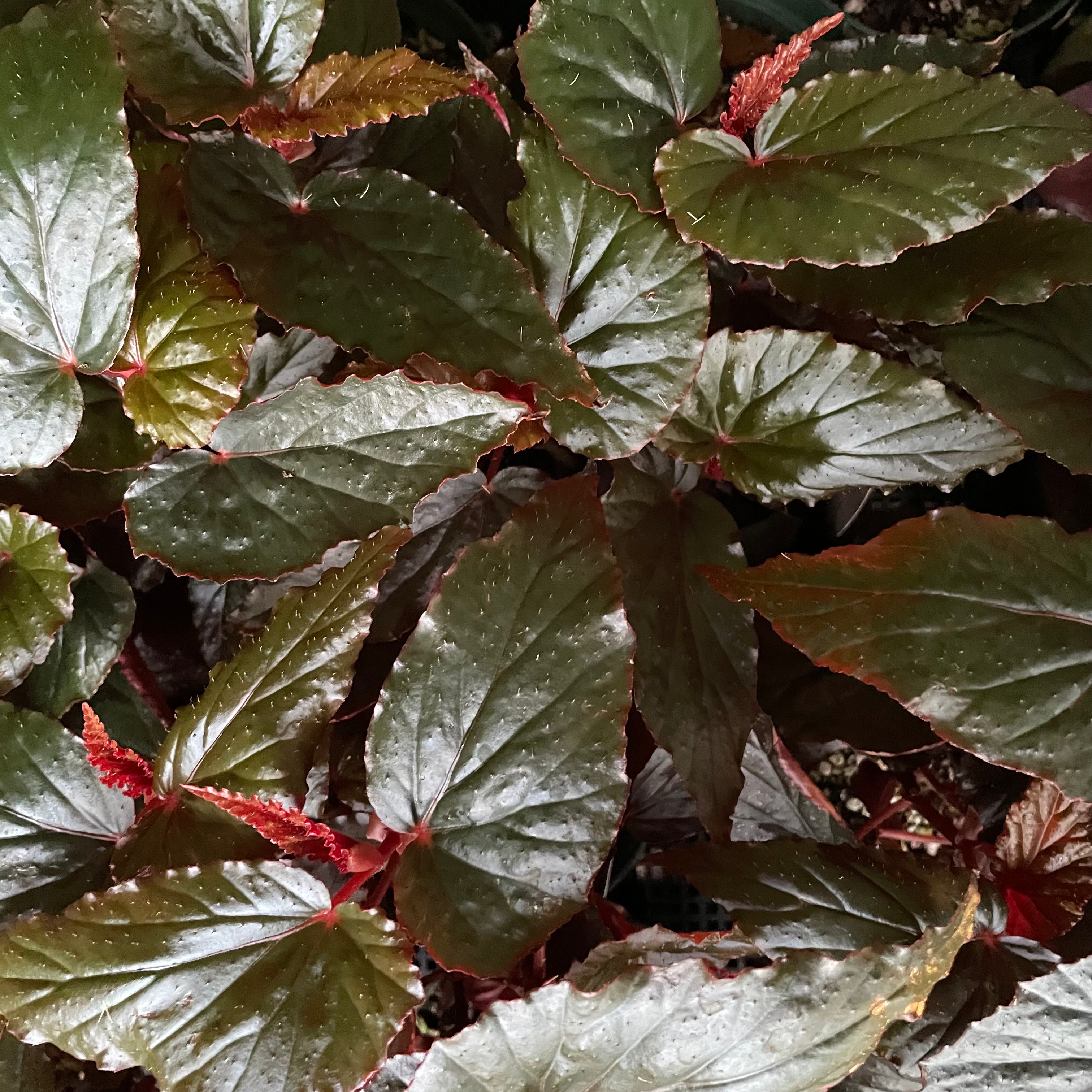 Angel Wing Begonia 'Lynda Dawn'
