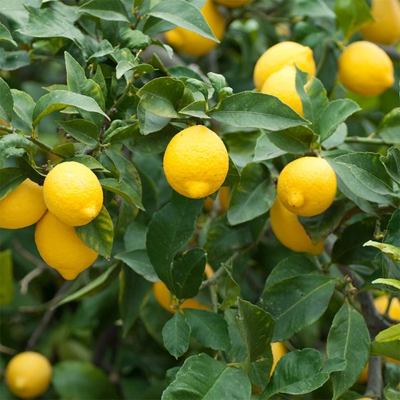 Meyer Lemon - Citrus