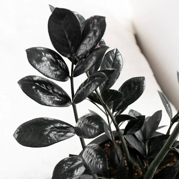 Zamioculcas zamiifolia ‘Raven’ - ZZ Plant, Zanzibar Gem