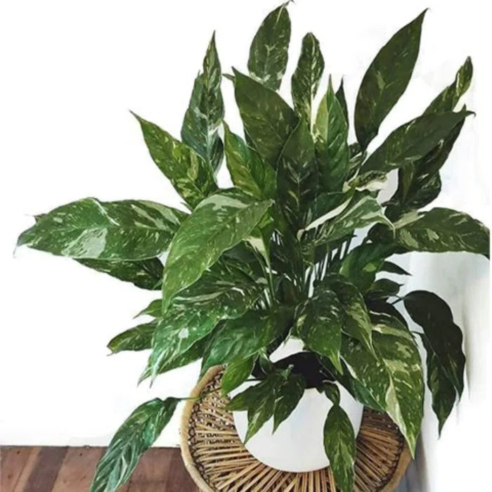 Spathiphyllum wallisii variegata - Variegated Peace Lily