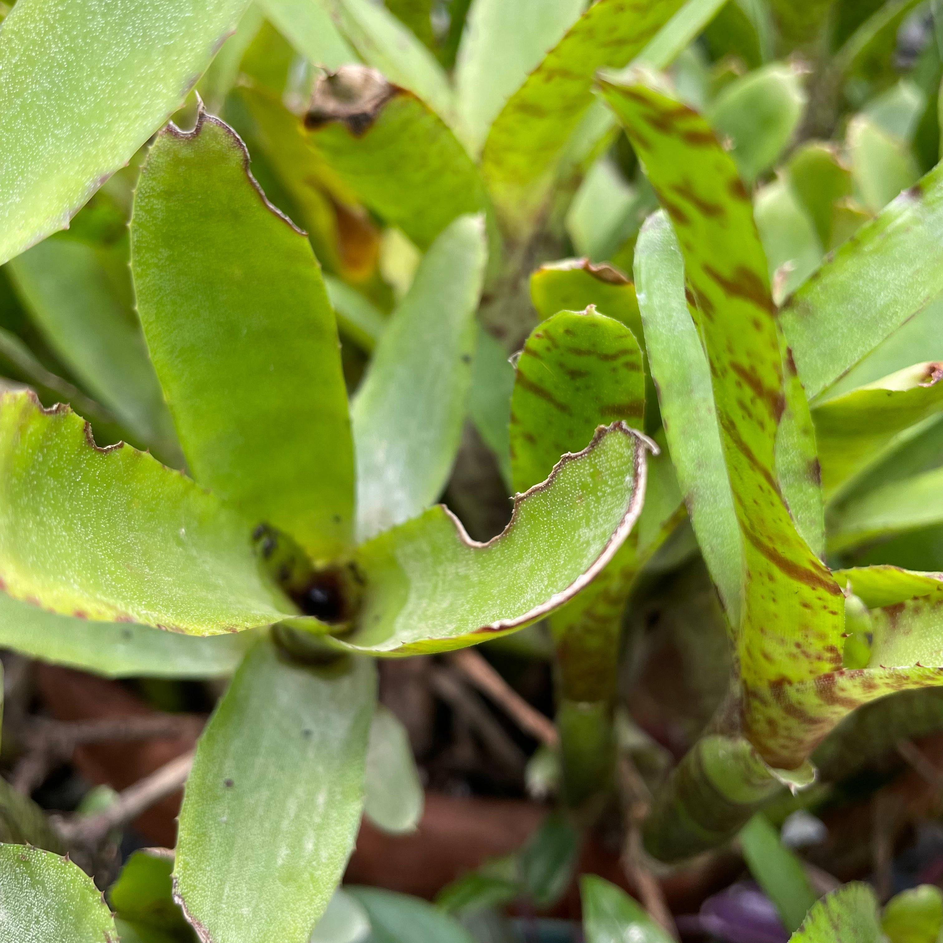 Bromeliad neoregelia ‘Tiger’