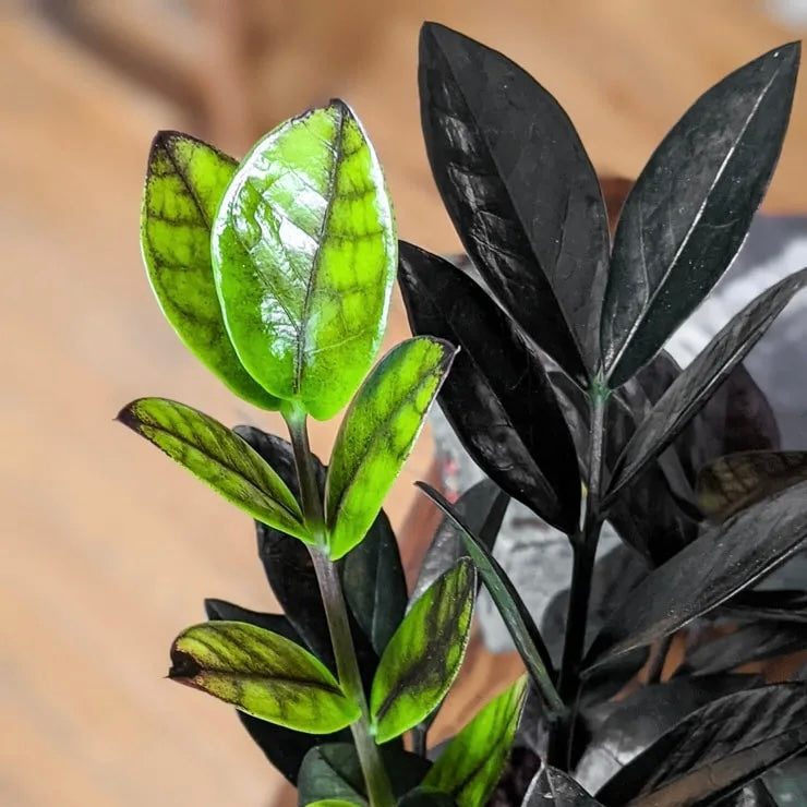 Zamioculcas zamiifolia ‘Raven’ - ZZ Plant, Zanzibar Gem