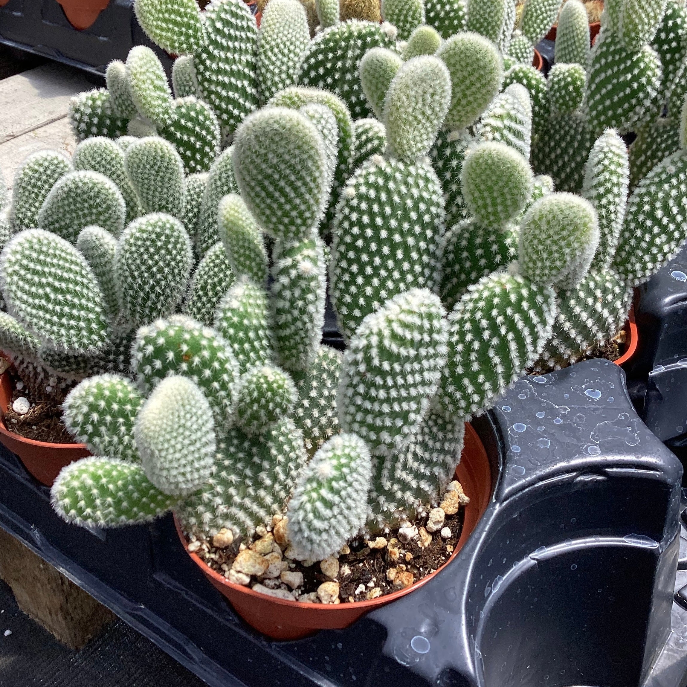 Opuntia microdasys - Bunny Ears Cactus