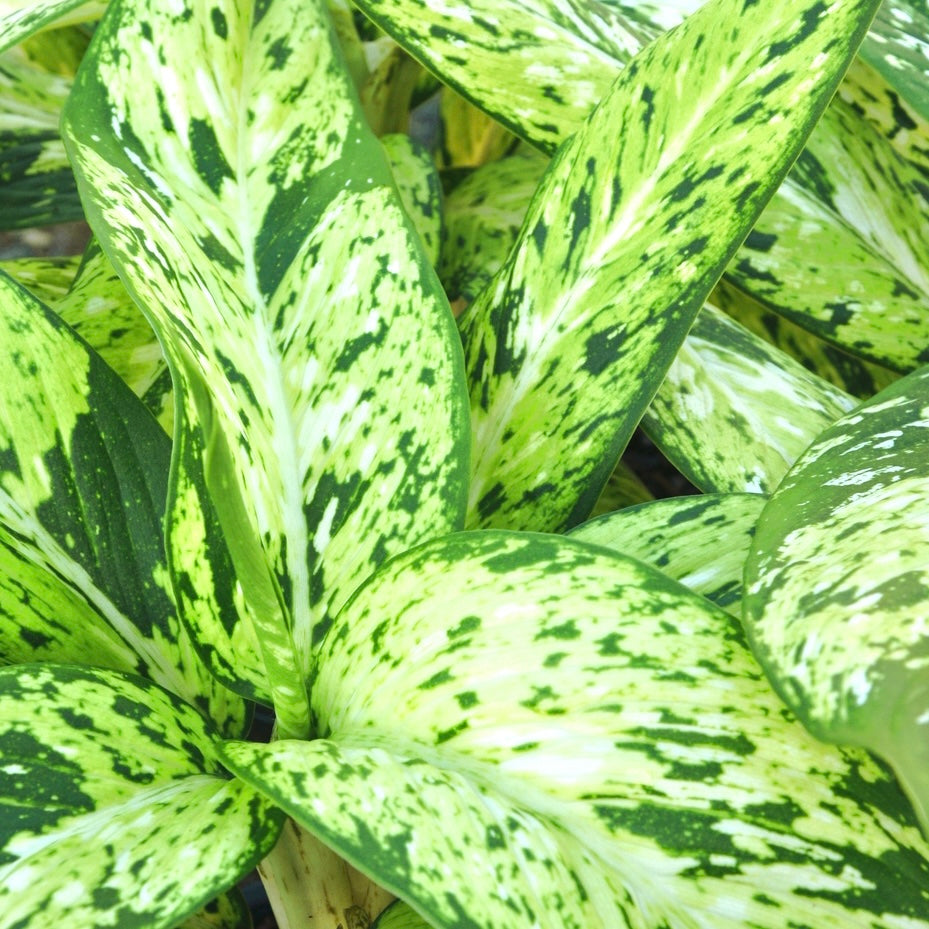 Dieffenbachia ‘Star Bright' - Dumb Cane