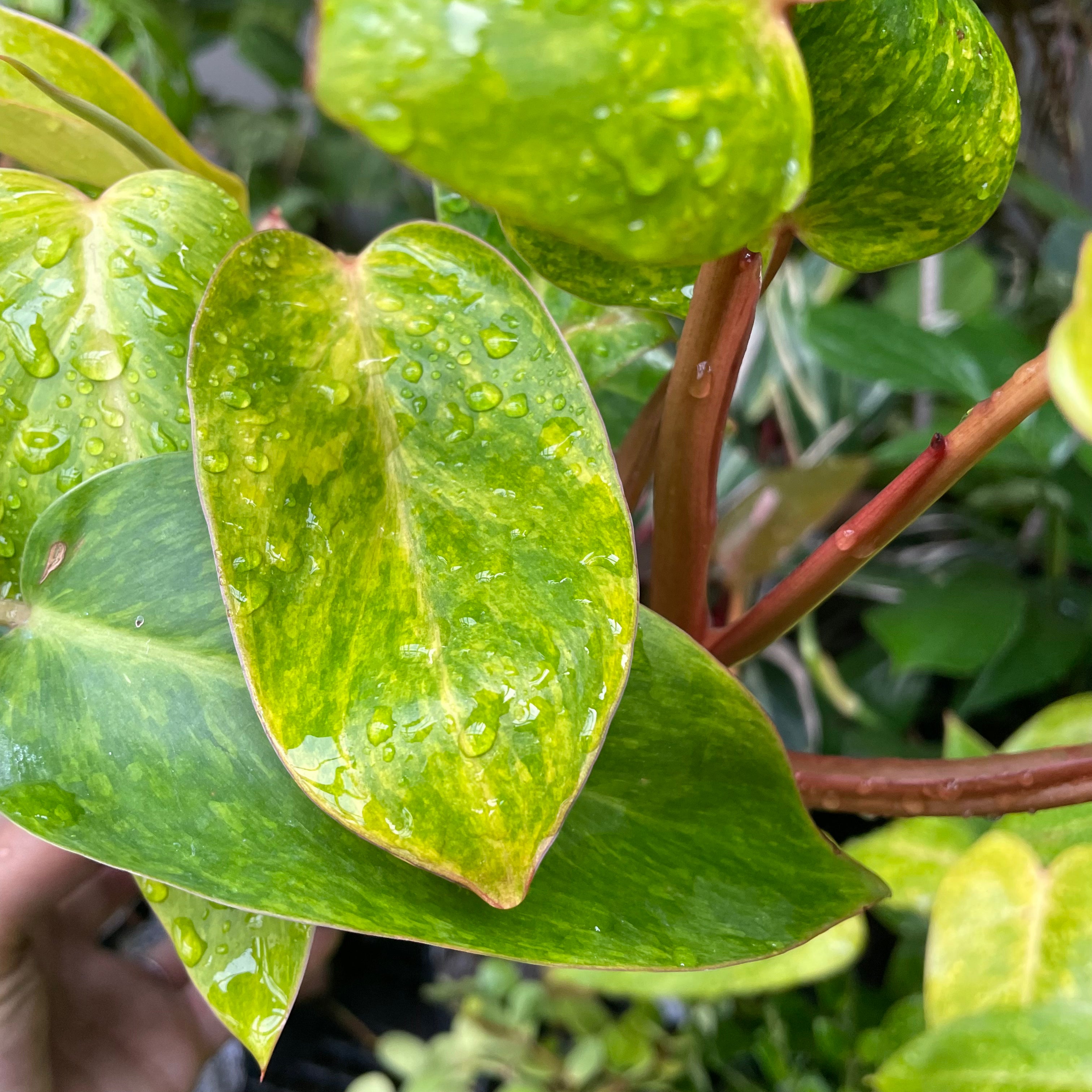 Philodendron 'Painted Lady'