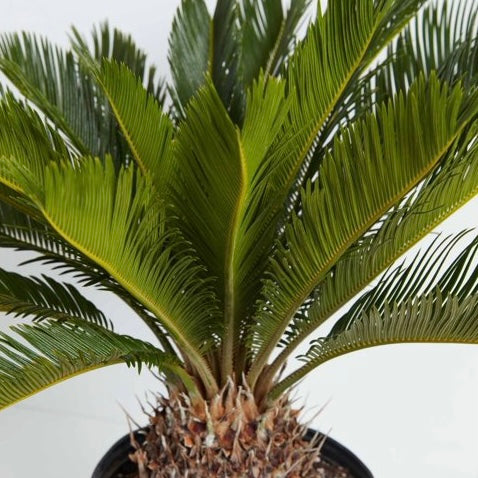 Cycas revoluta - Sago Palm