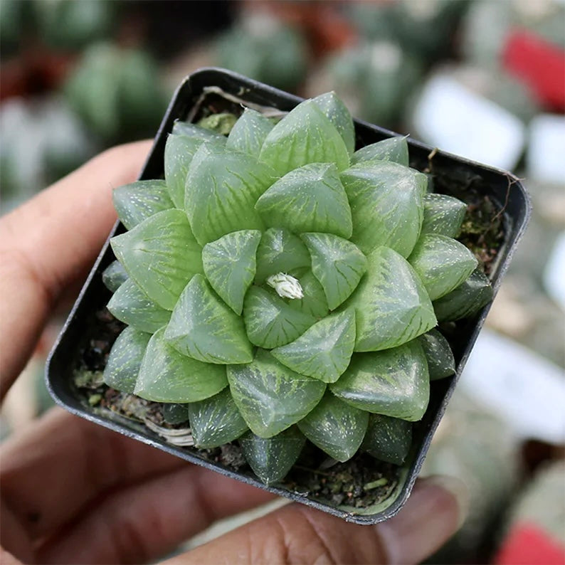 Haworthia cooperi - Window Plant