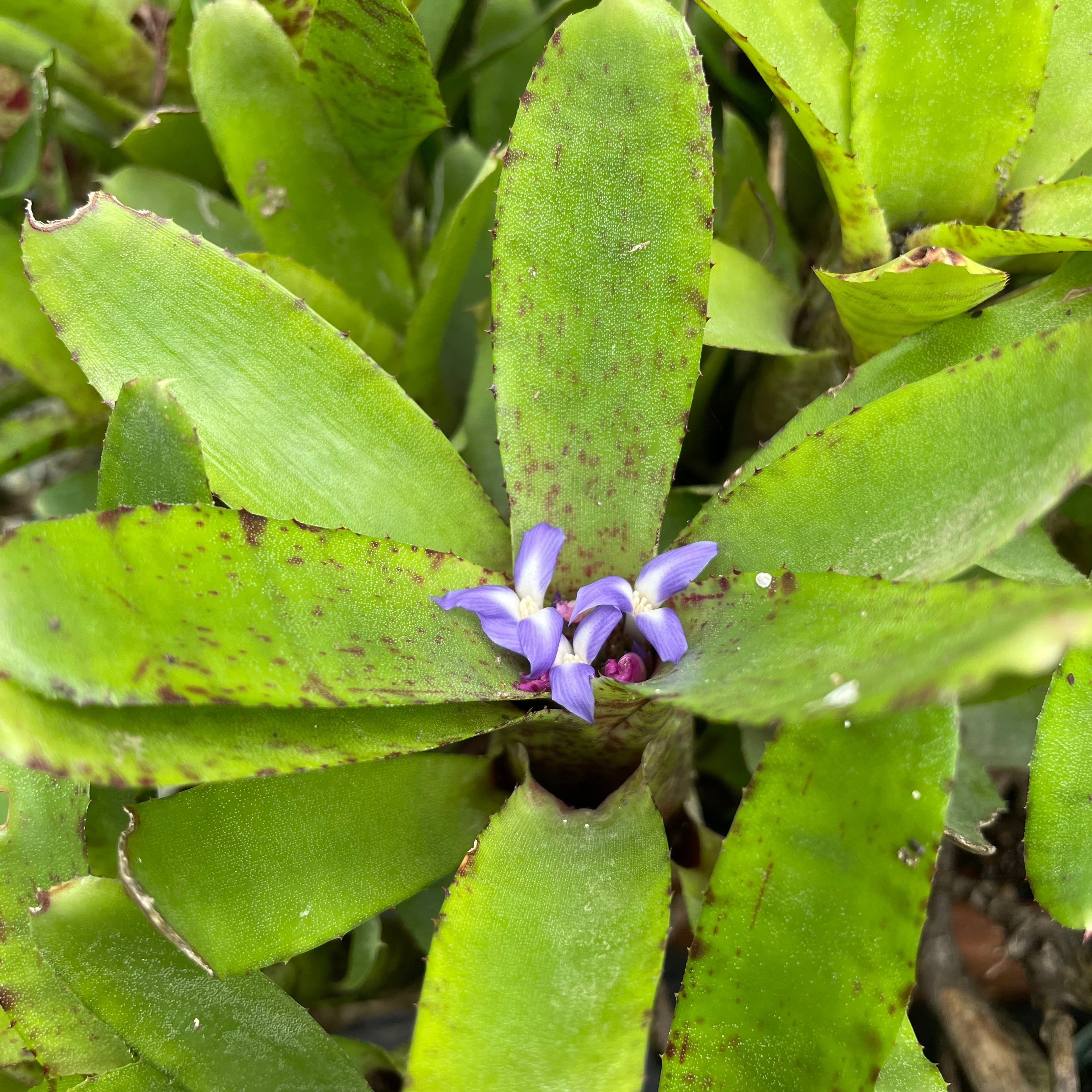 Bromeliad neoregelia ‘Tiger’