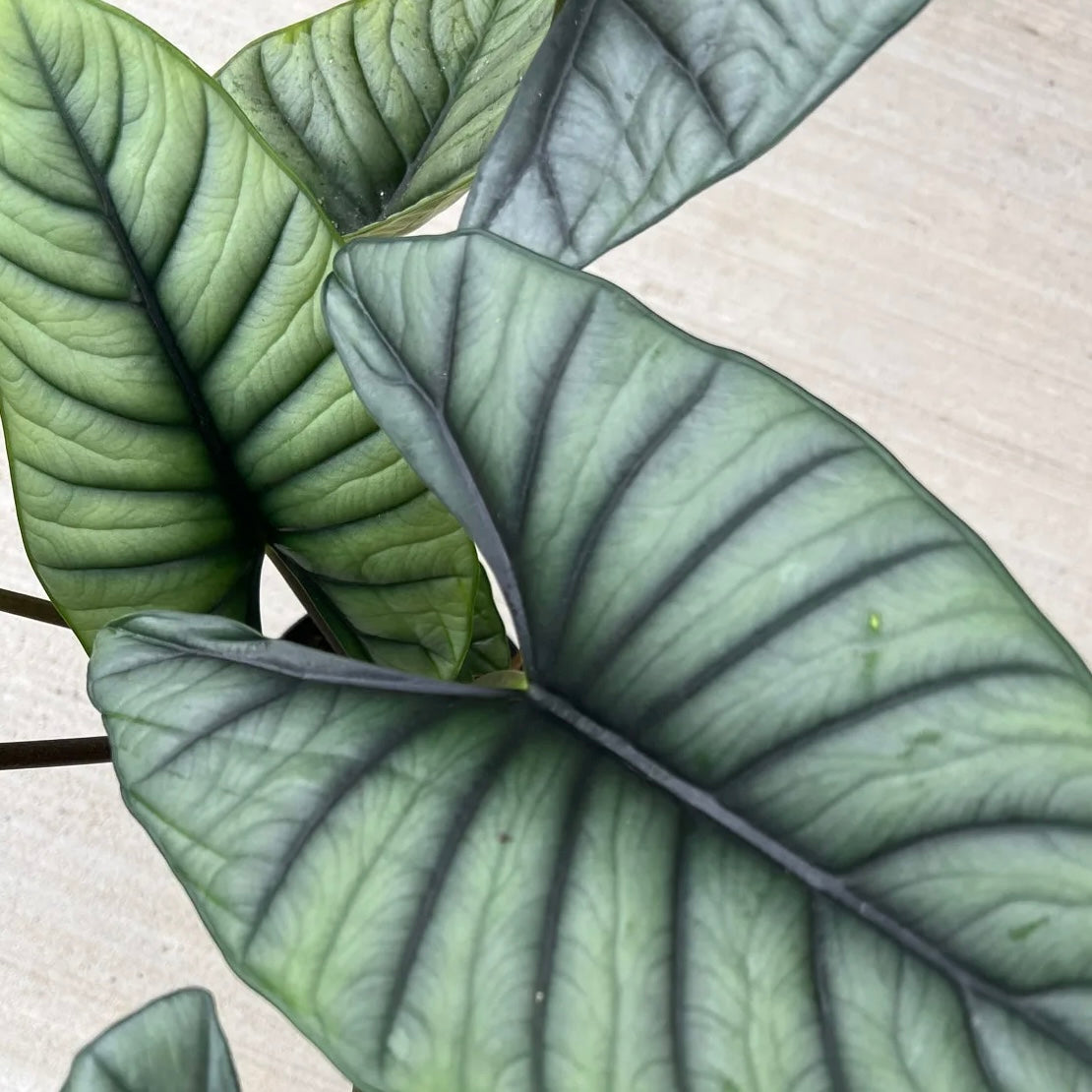 Alocasia nebula ‘Imperialis'