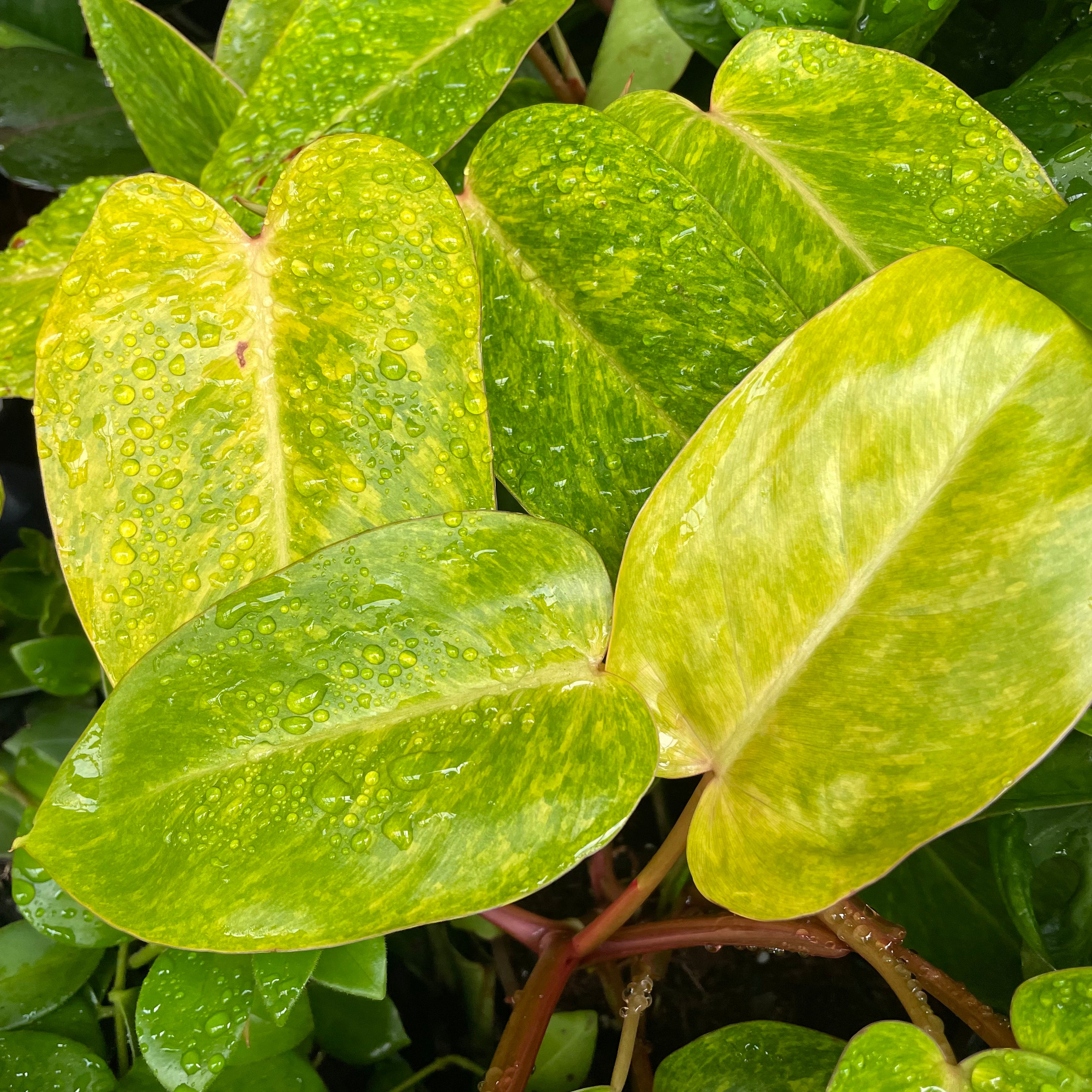 Philodendron 'Painted Lady'