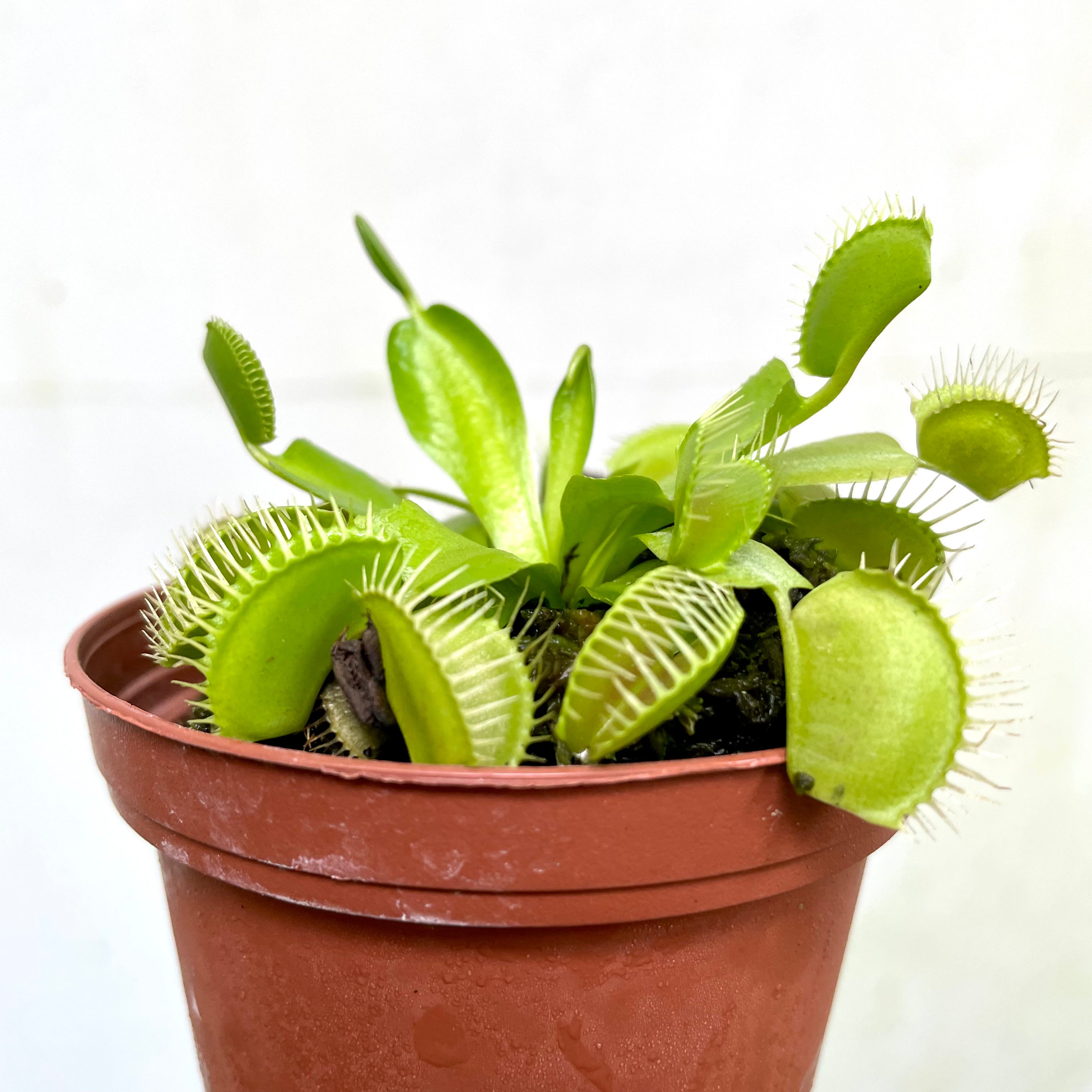 Dionaea muscipula - Venus Fly Trap