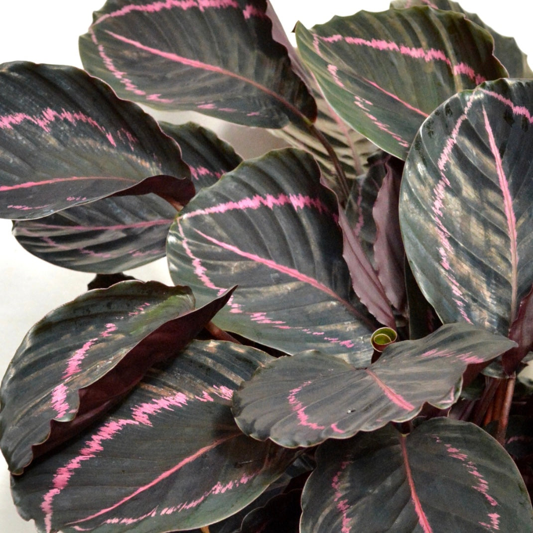 Calathea Roseopicta ‘Dottie’
