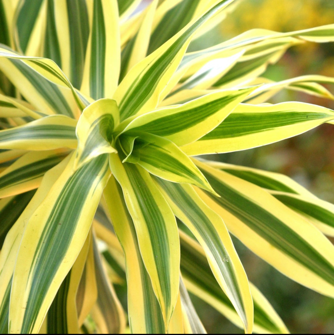 Dracaena reflexa variegata - ‘Song of India’