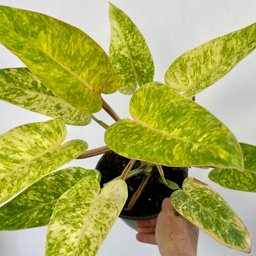 Philodendron 'Painted Lady'