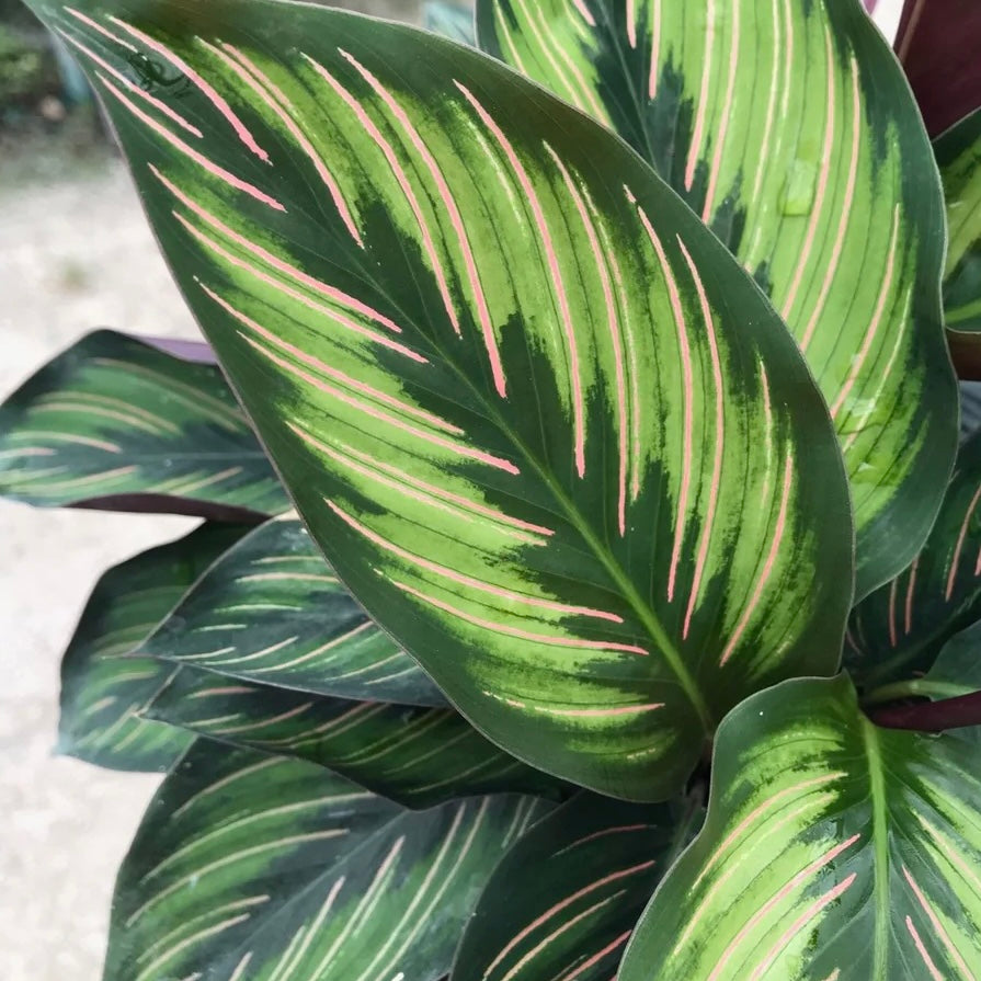 Calathea ornata ‘Beauty Star’