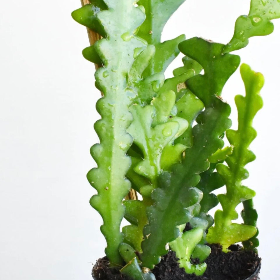 Epiphyllum anguliger - Fishbone Cactus
