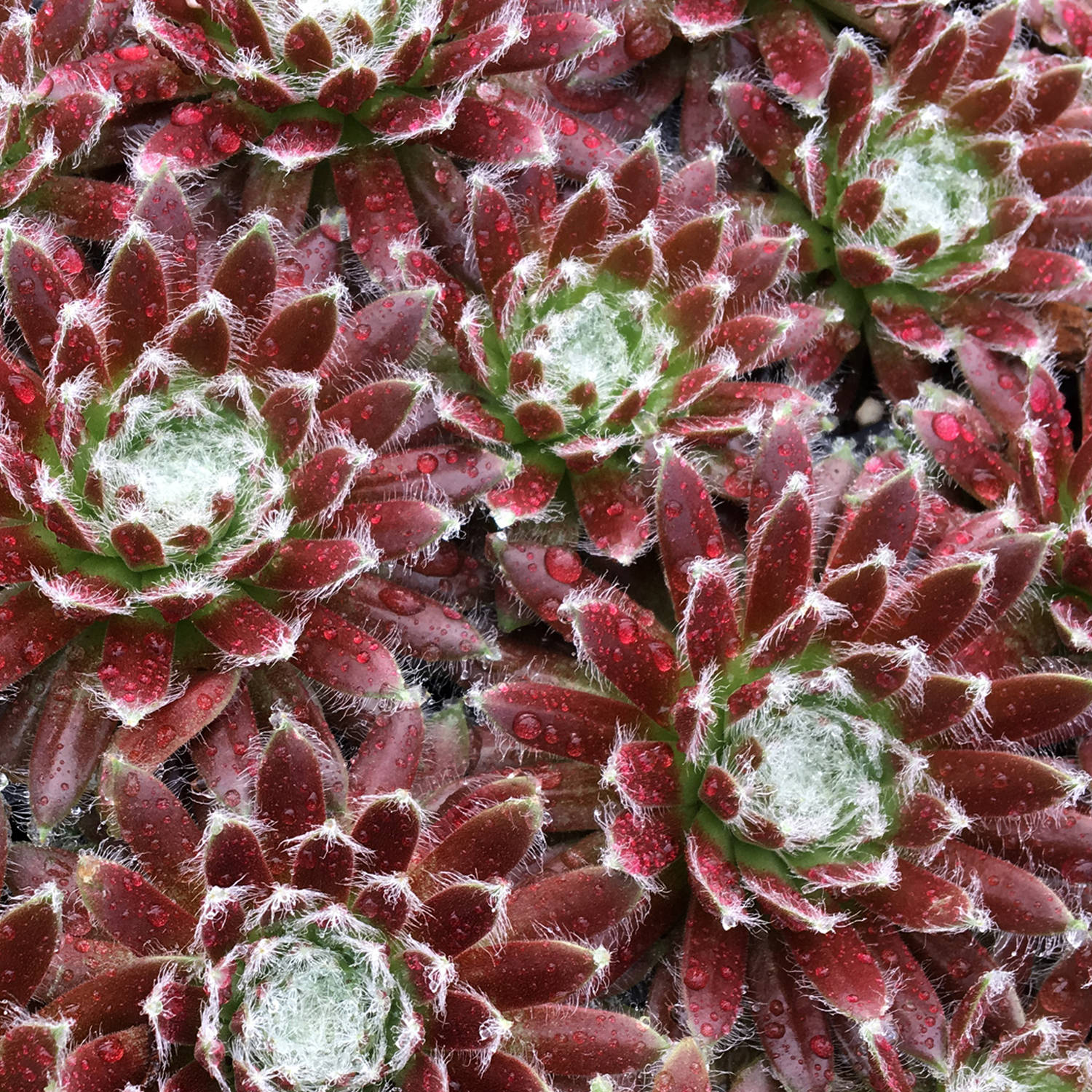 Sempervivum 'Cosmic Candy'