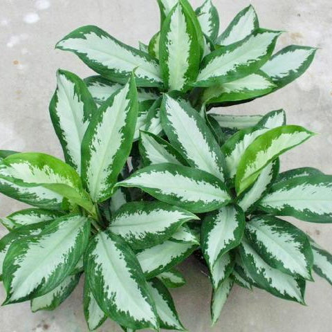 Aglaonema 'Diamond Bay' - Chinese Evergreen