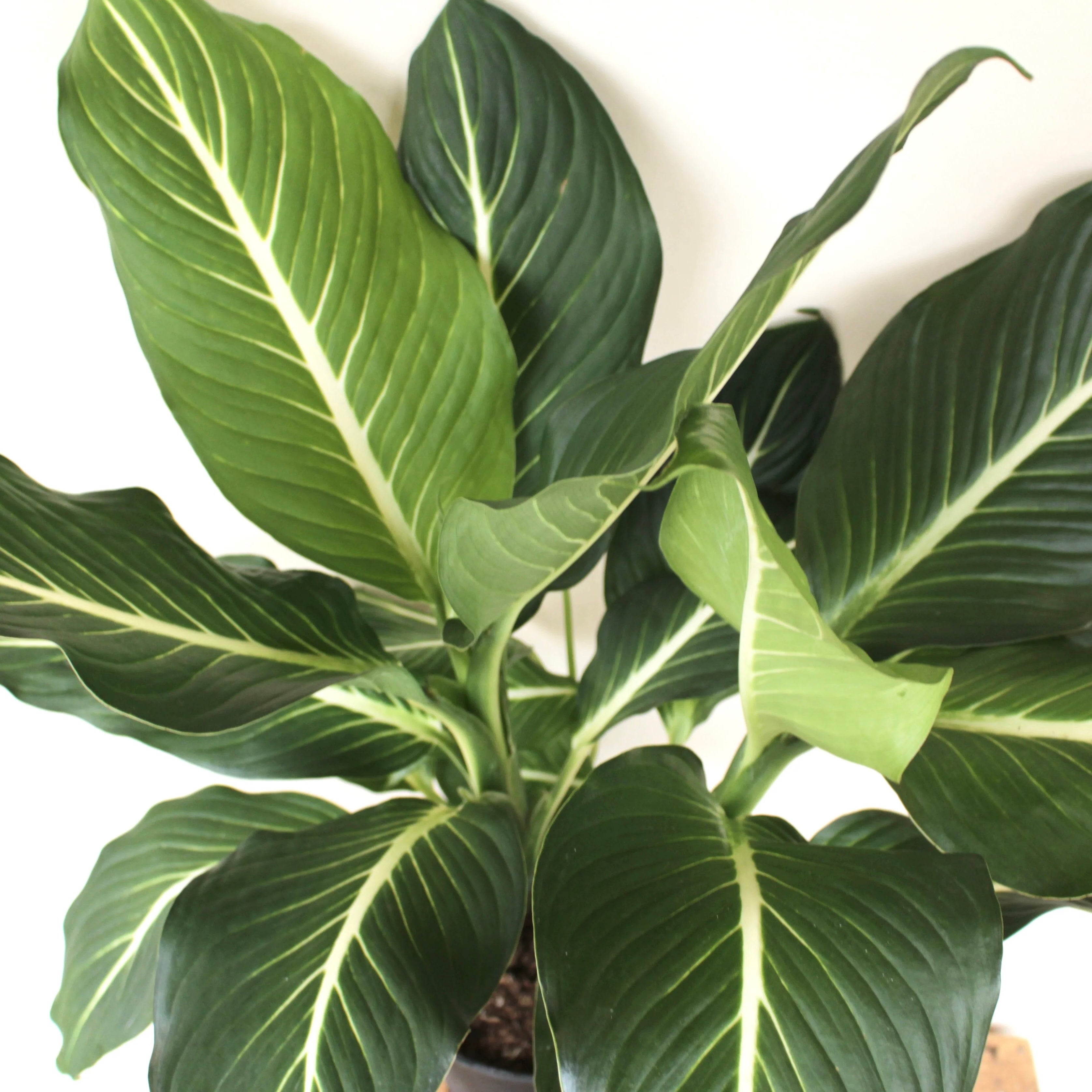 Dieffenbachia ‘Sterling' - Dumb Cane