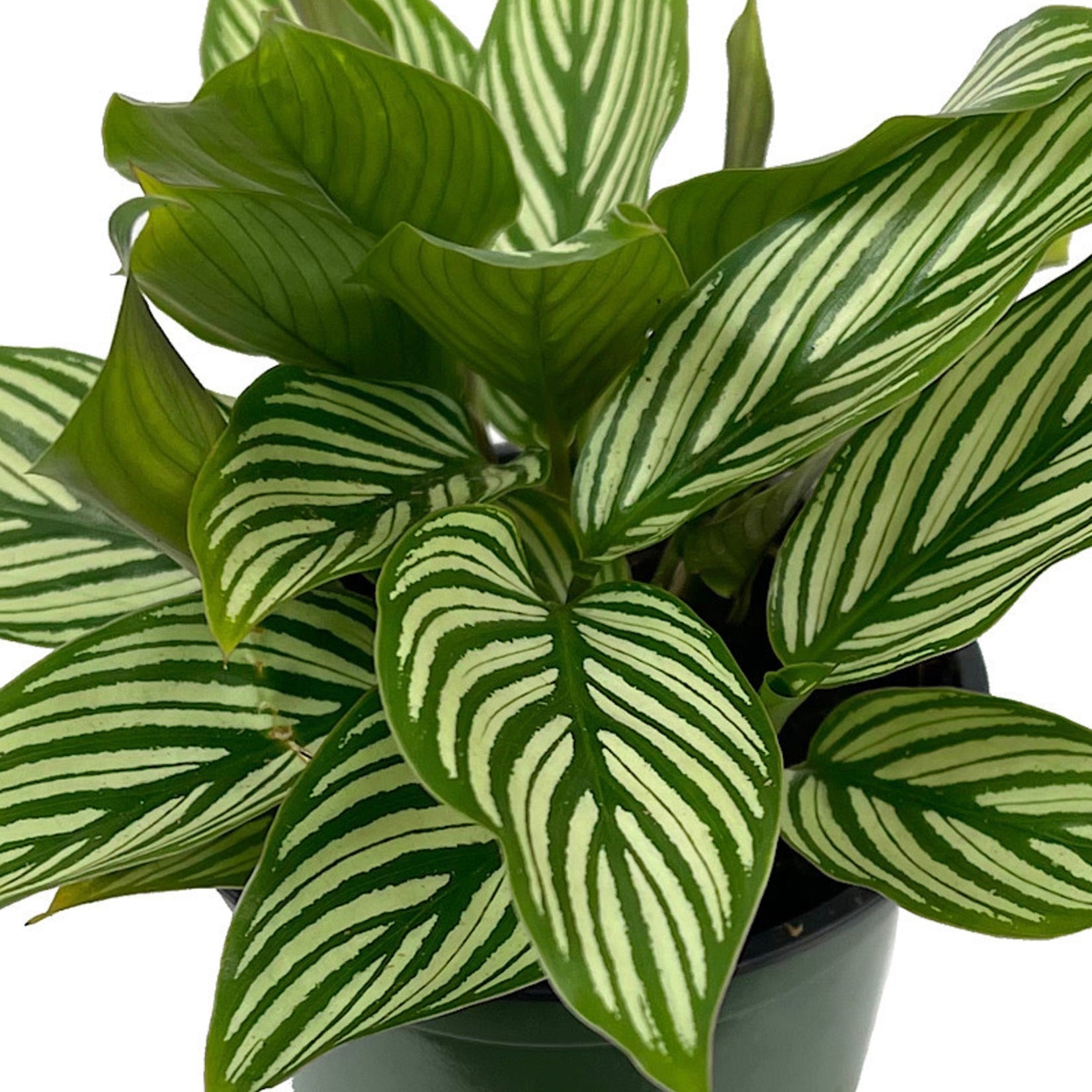 Calathea elliptica ‘Vittata’