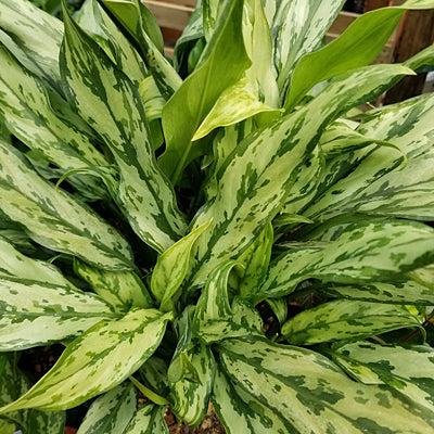 Aglaonema 'Juliette' - Chinese Evergreen