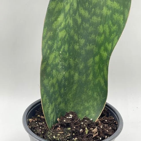Sansevieria masoniana - Whale Fin Snake Plant