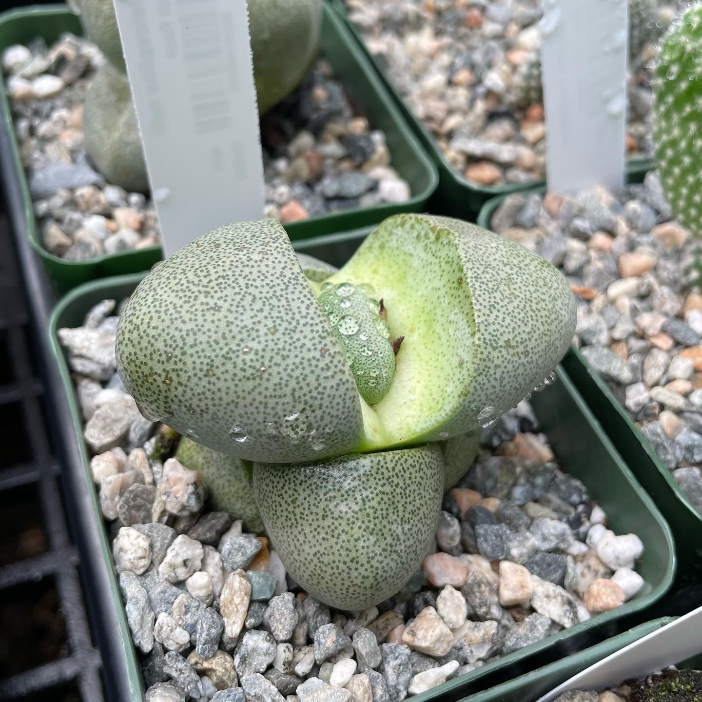 Pleiospilos nelii - Split Rocks