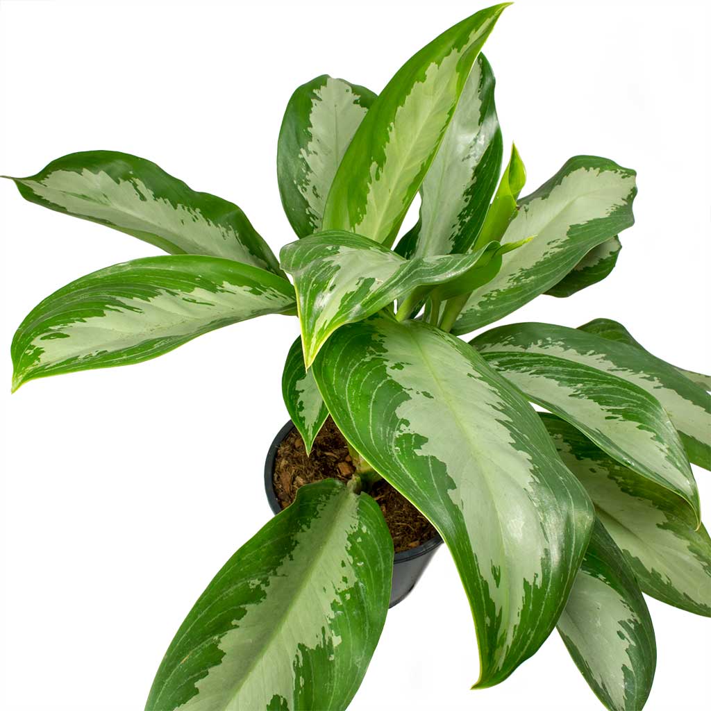 Aglaonema 'Diamond Bay' - Chinese Evergreen