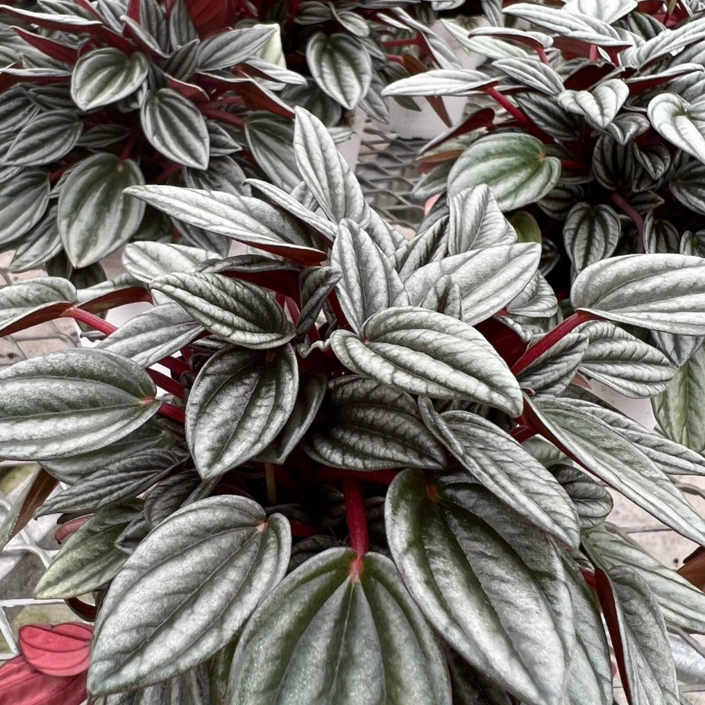 Peperomia caperata - 'Napoli Nights'