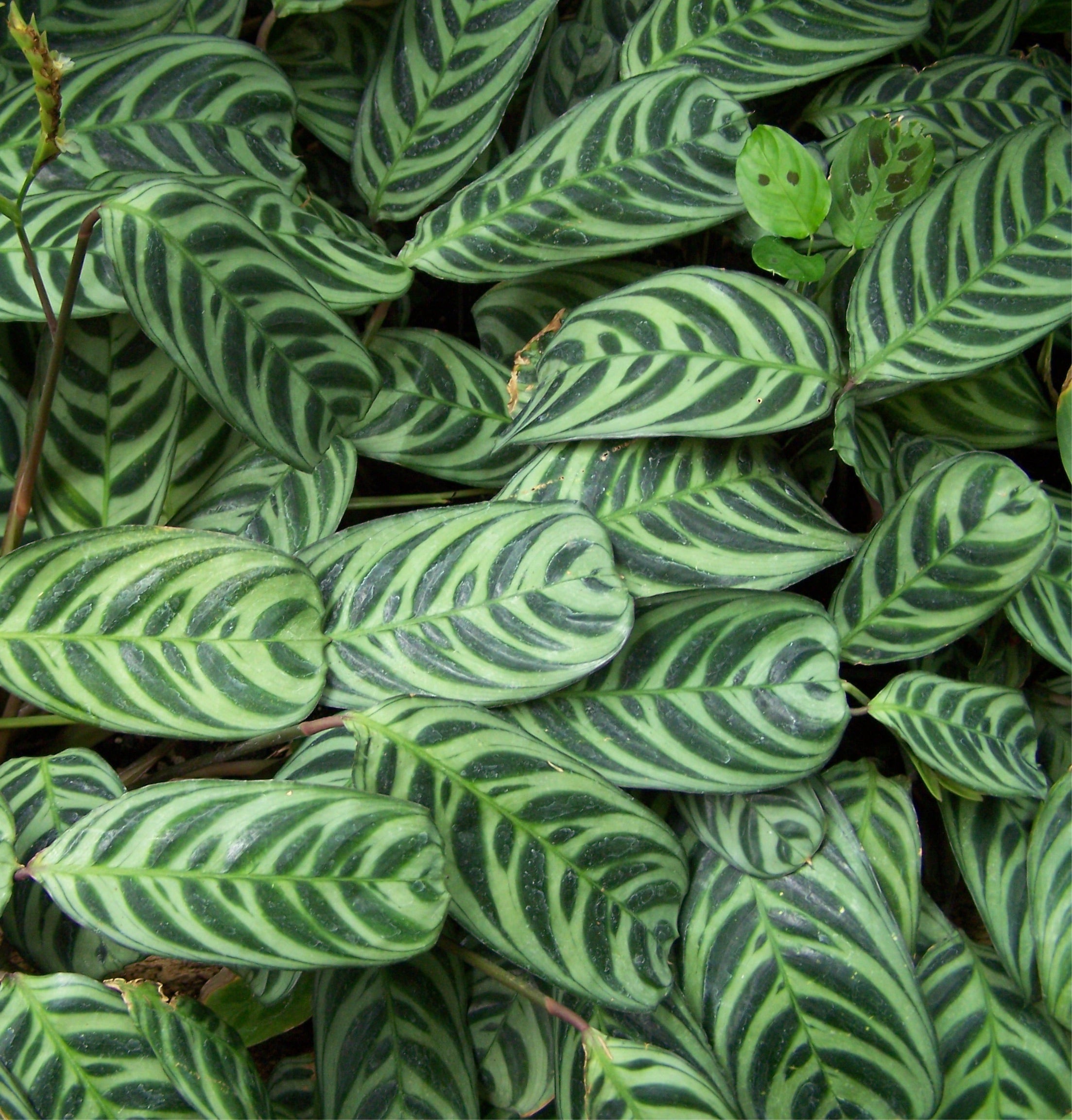 Ctenanthe burle marxii - Fishbone Calathea
