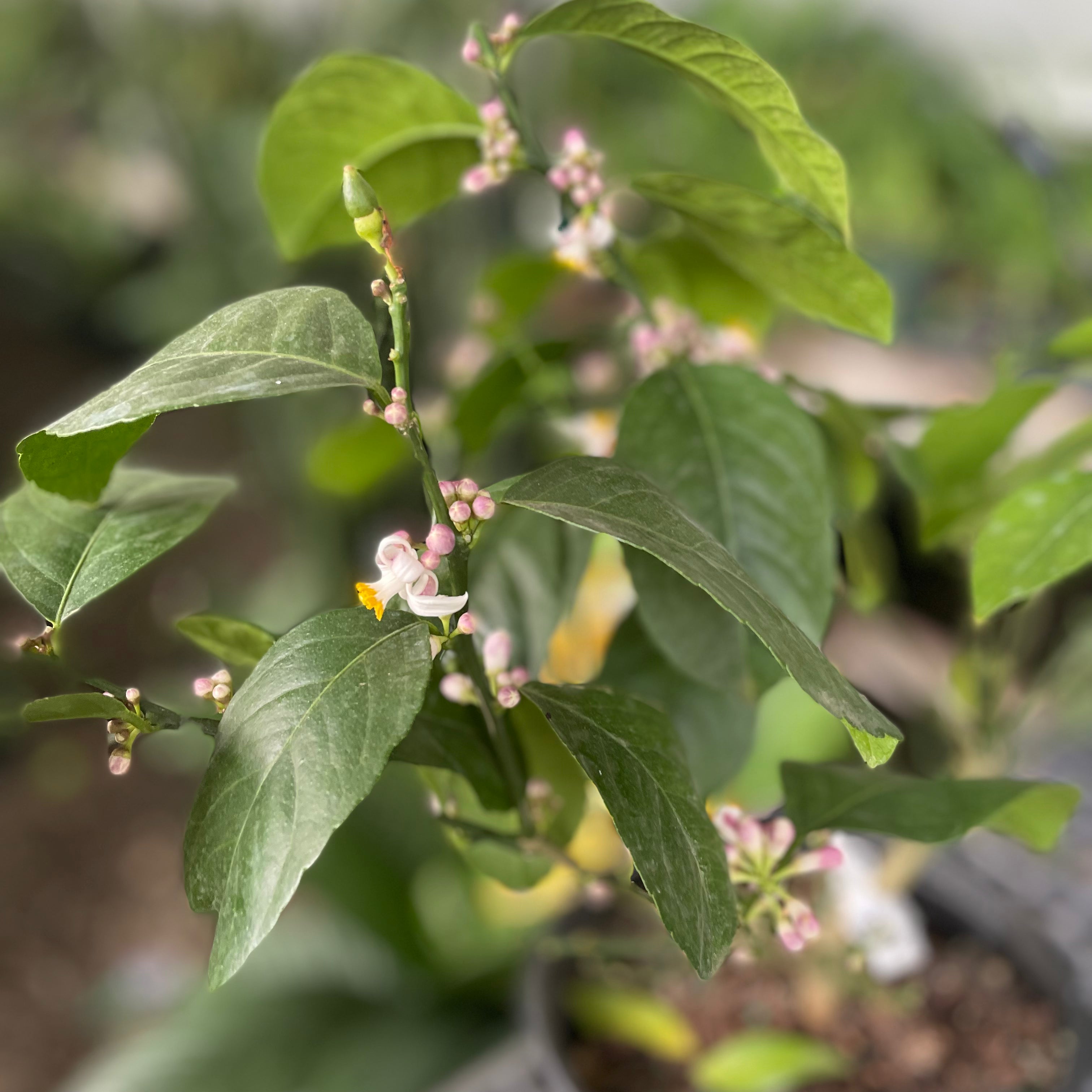 Meyer Lemon - Citrus