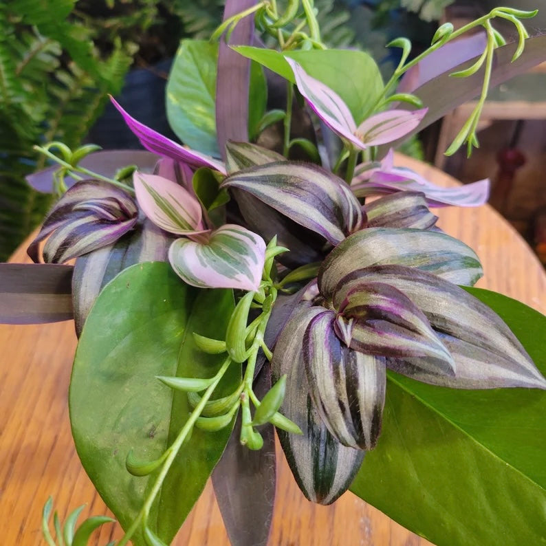 Houseplant Cuttings Mystery Bouquet (Unrooted)