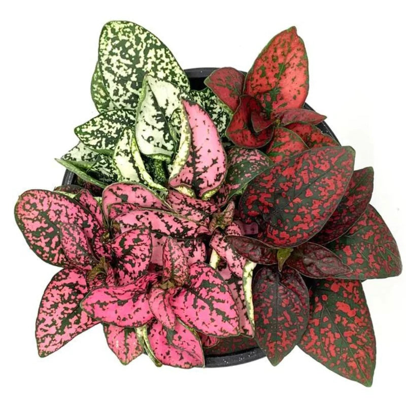 Hypoestes phyllostachya - Polka Dot Plant
