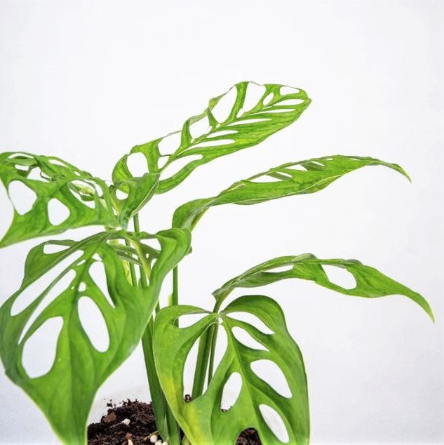 Monstera esqueleto