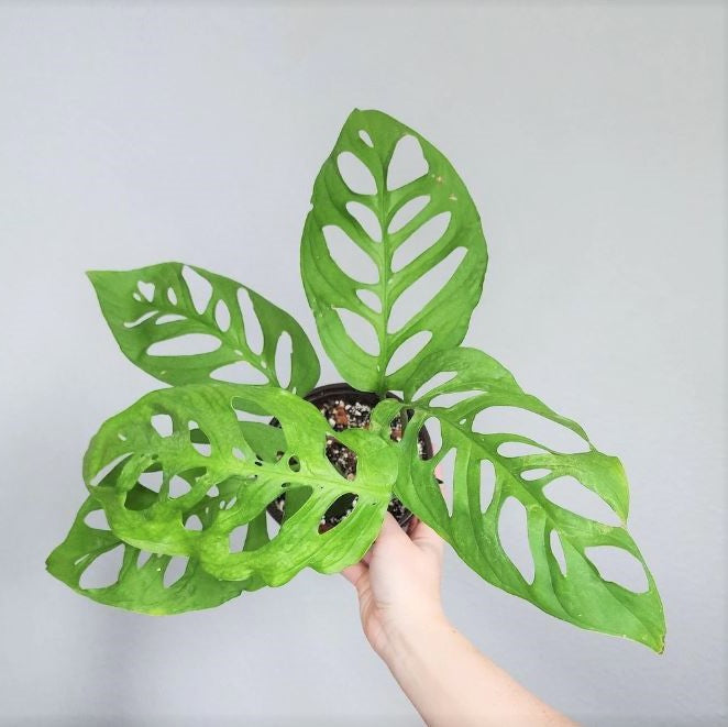 Monstera esqueleto