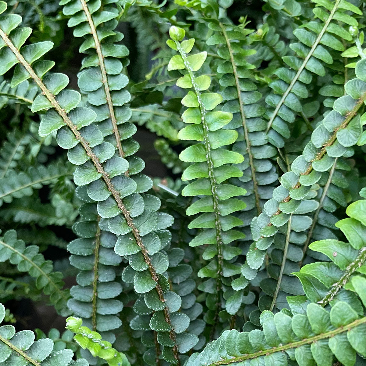 Nephrolepis cordata 'Duffii' - Lemon Button Fern