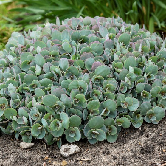 Sedum SUNSPARKLER 'Popstar'