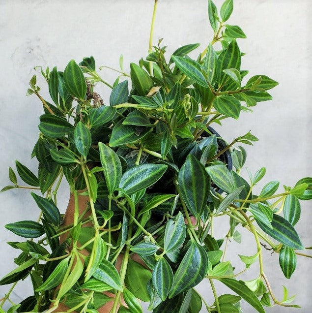 Peperomia quadrangularis - Beetle Peperomia