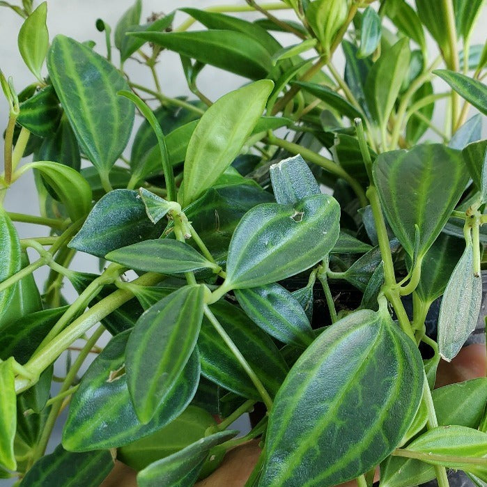 Peperomia quadrangularis - Beetle Peperomia