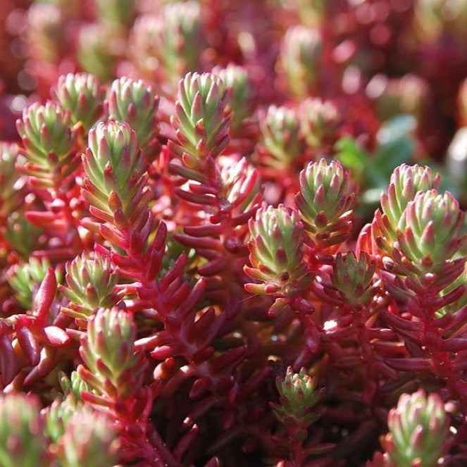 Sedum ochroleucum 'Red Wiggle'