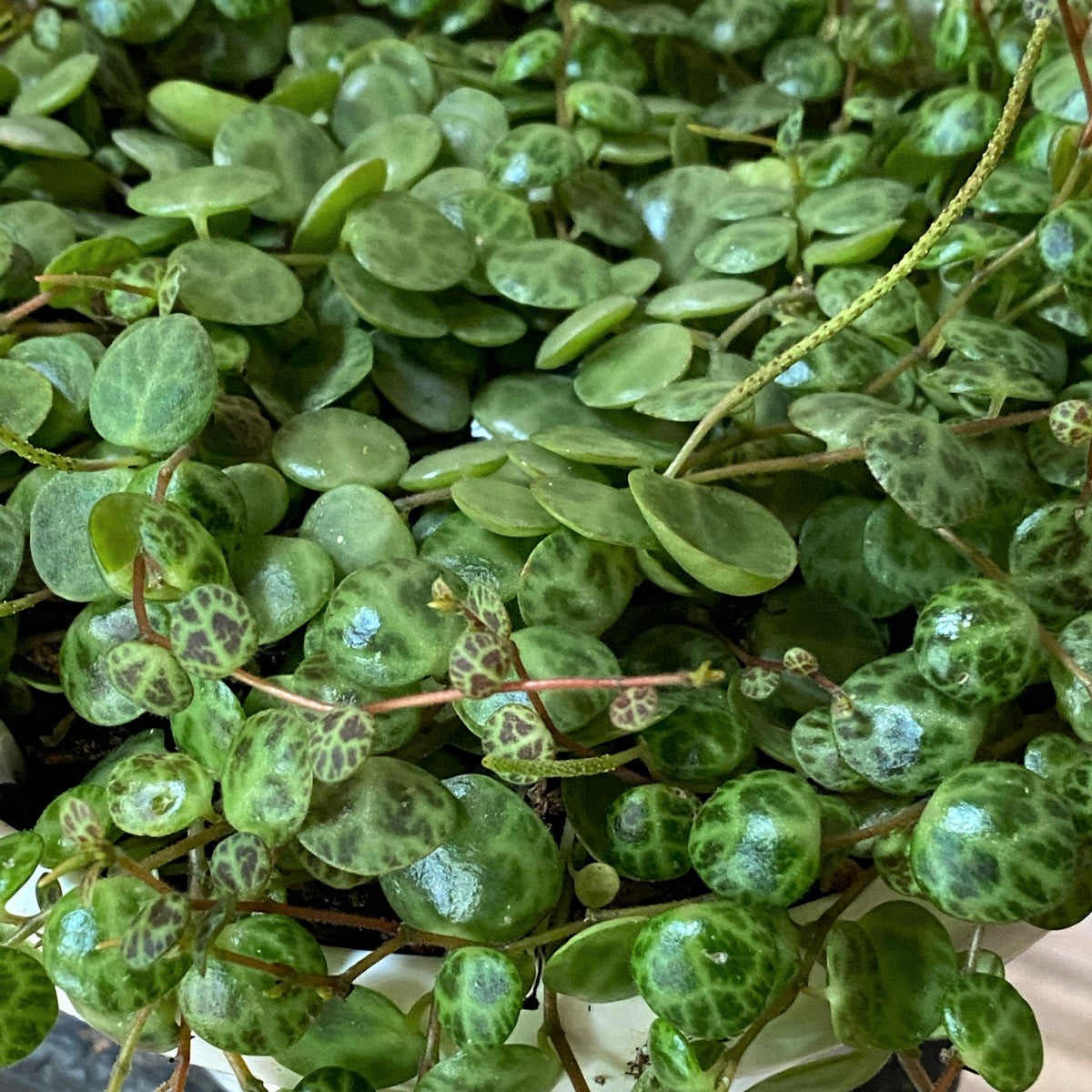 Peperomia prostrada - 'String of Turtles'