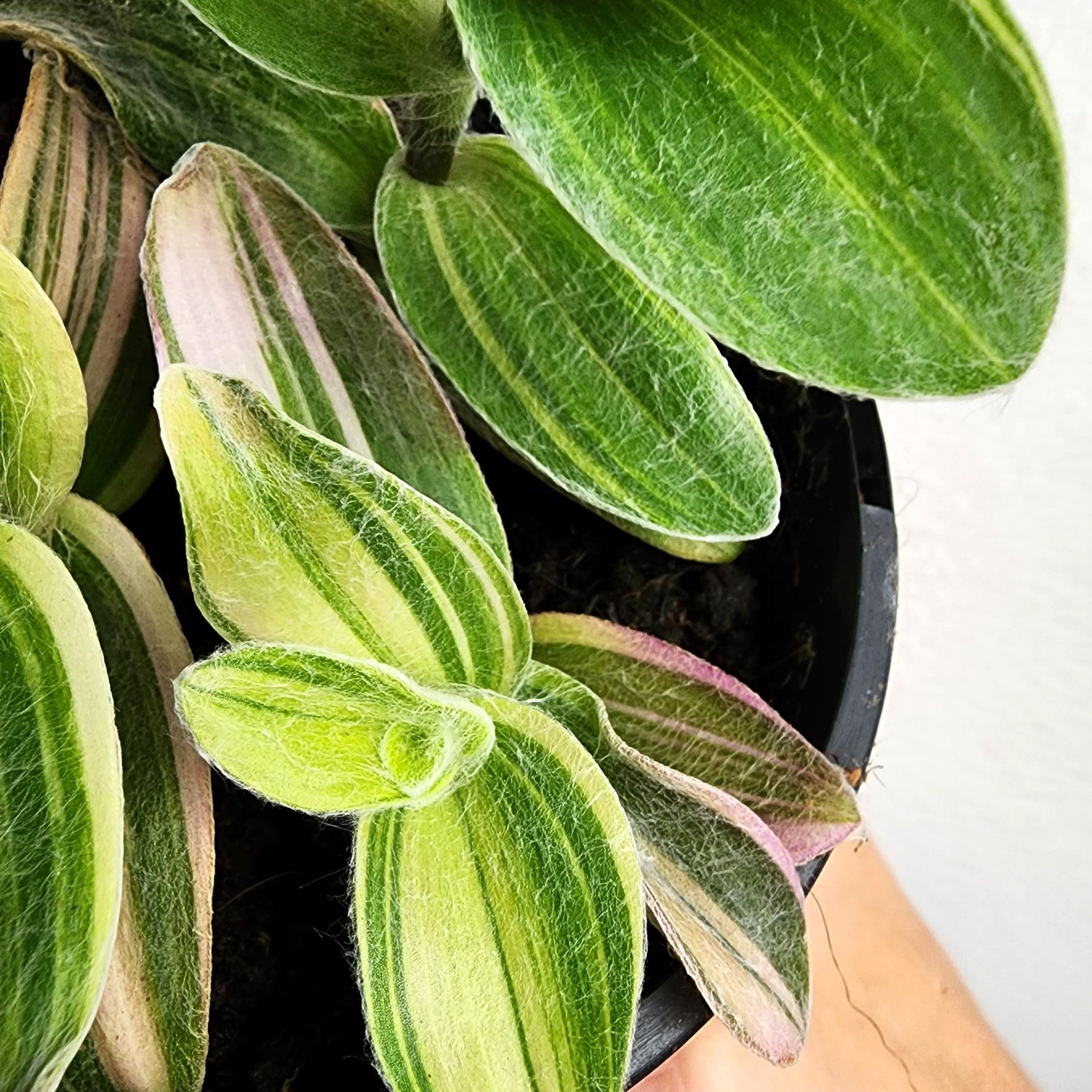 Tradescantia sillamontana variegata ‘Velvet Moon’ - Wandering Jew, Spiderwort