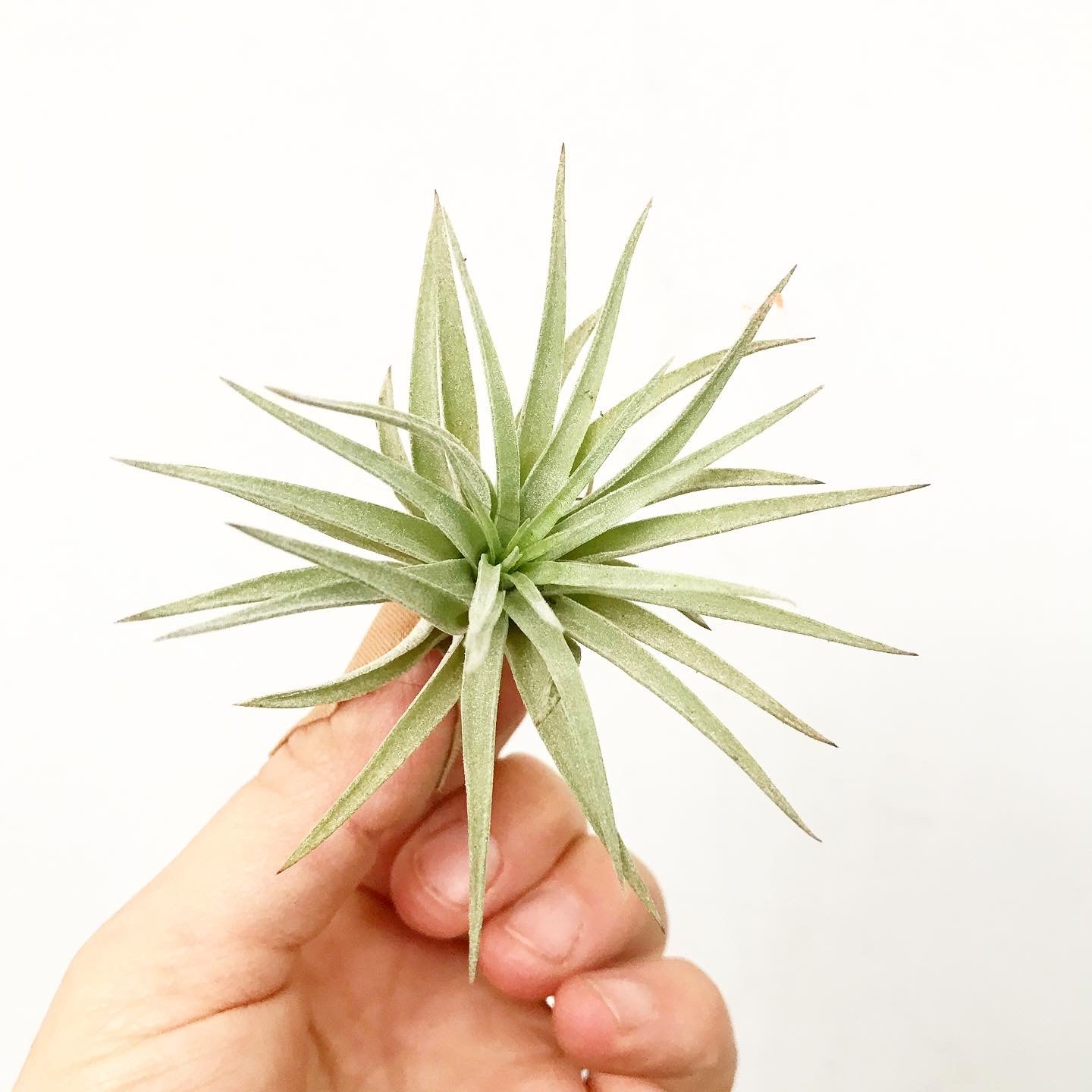 Tillandsia espinosae - Airplant