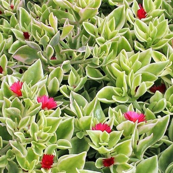 Aptenia cordifolia variegata - Baby Sun Rose, Livingston's Daisy