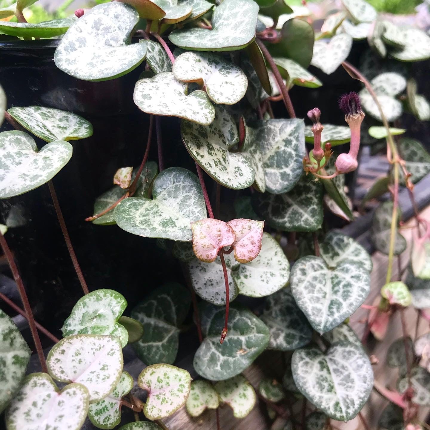 Ceropegia woodii - String of Hearts