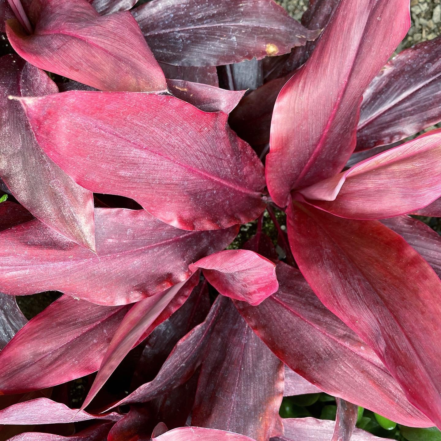 Cordyline fruticosa 'Auntie Lou' - Hawaiian Ti Plant